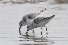 Sanderling - Janardhan Uppada