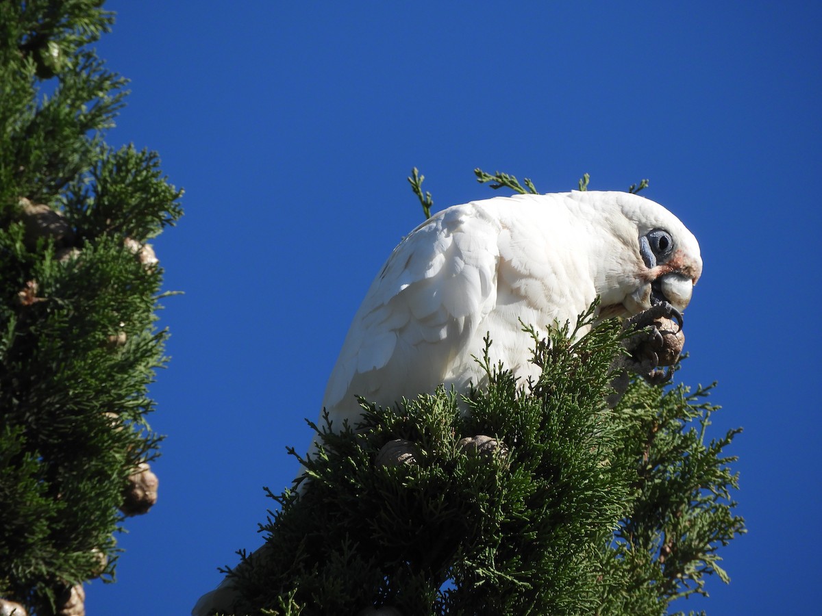 Little Corella - ML406707311