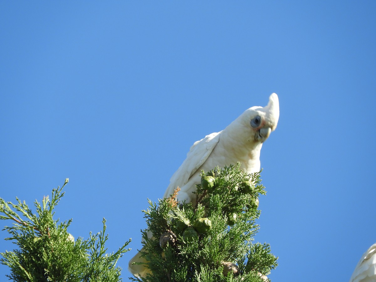 Little Corella - ML406707701