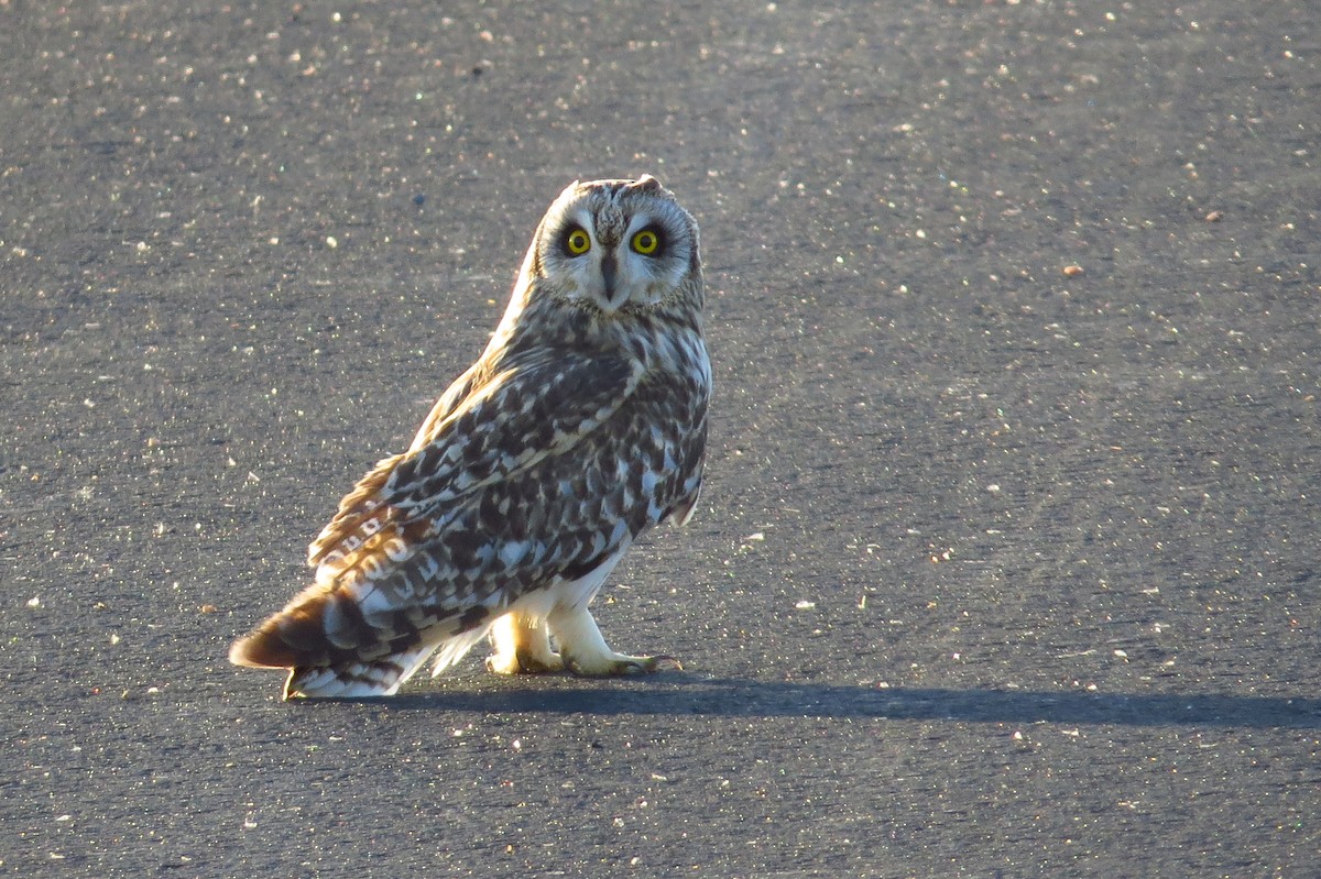 kalous pustovka (ssp. flammeus) - ML40670981