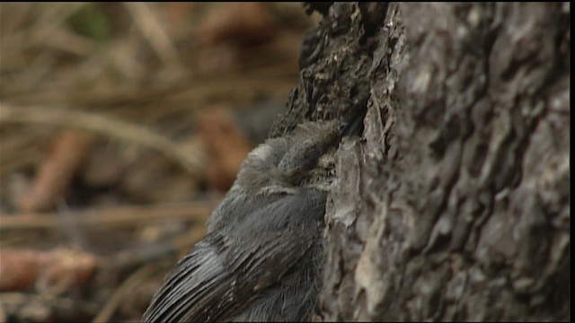 Pygmy Nuthatch - ML406711