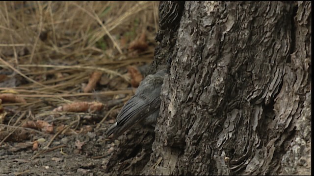 Pygmy Nuthatch - ML406712