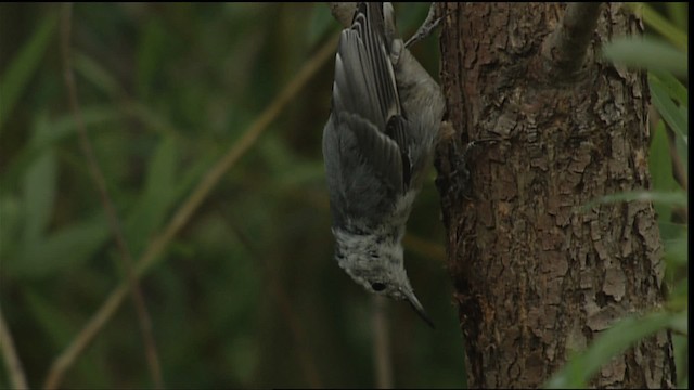 White-breasted Nuthatch - ML406713