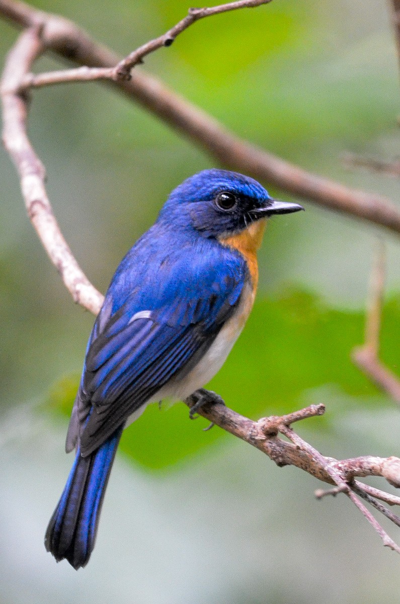 Palawan Blue Flycatcher - Nikolaj Mølgaard Thomsen