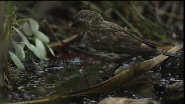 Cassin's Finch - ML406716