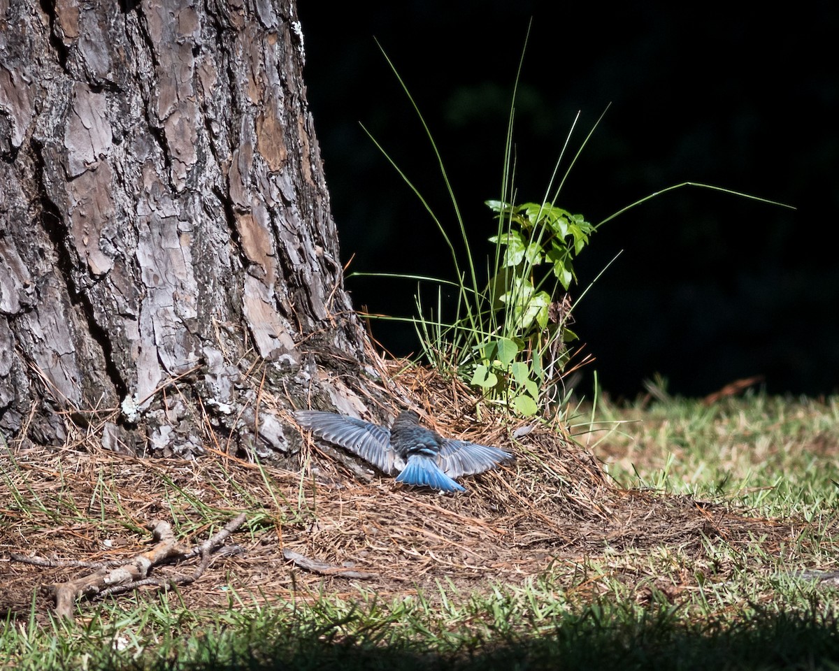 Blue Jay - ML406716061