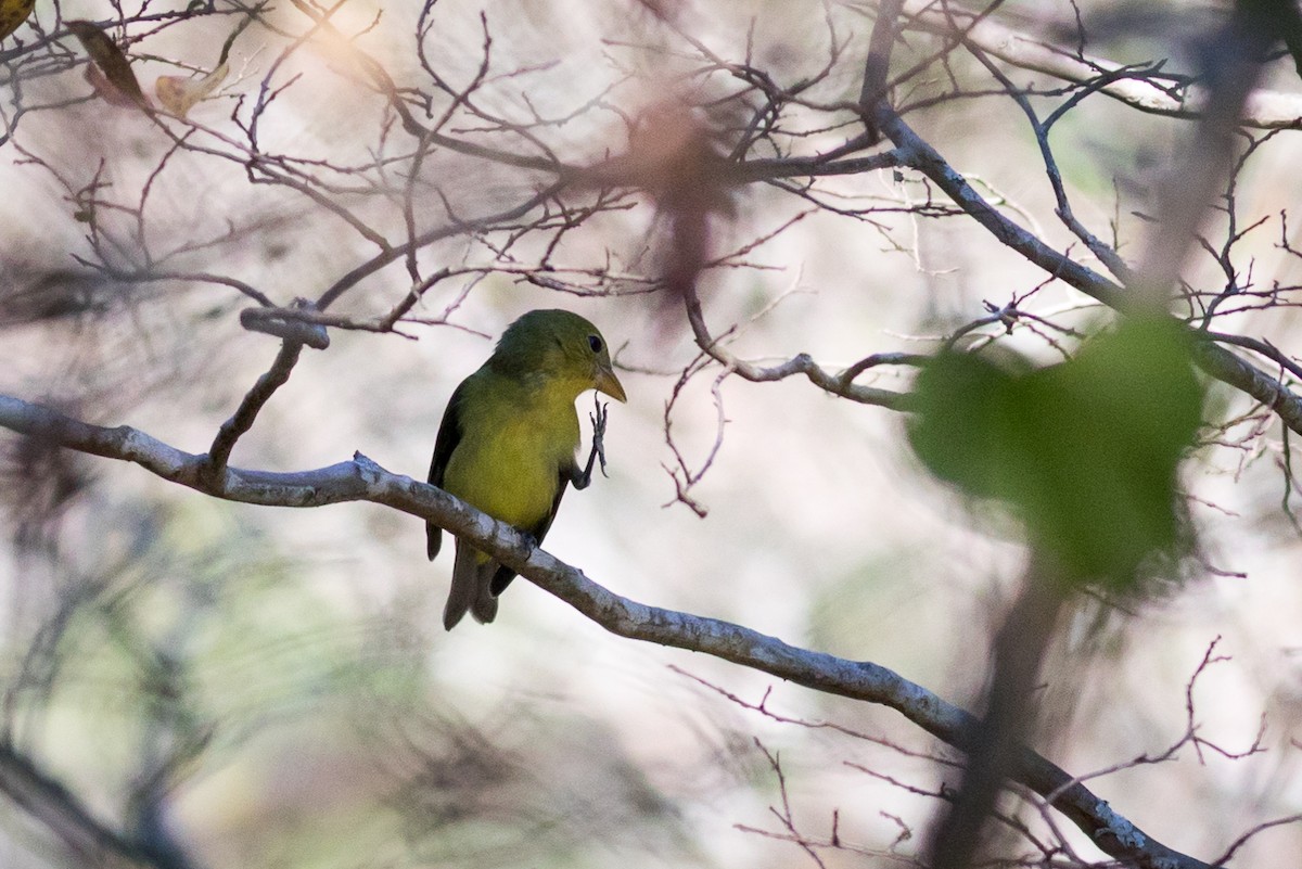 Scarlet Tanager - ML406716131