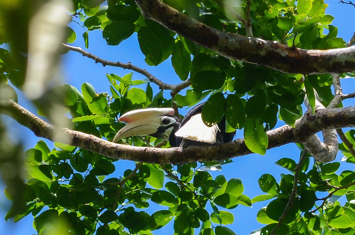 Palawan Hornbill - Nikolaj Mølgaard Thomsen