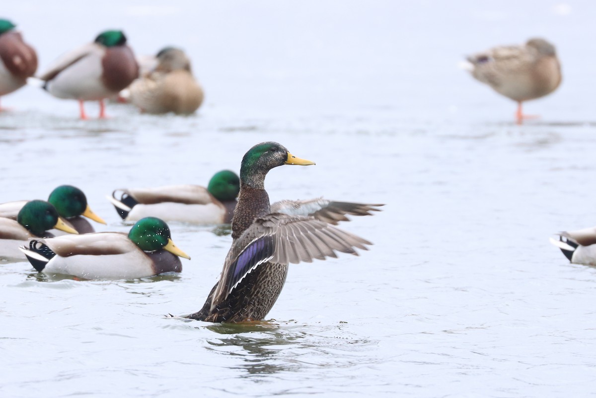 Mallard x American Black Duck (hybrid) - ML406717221