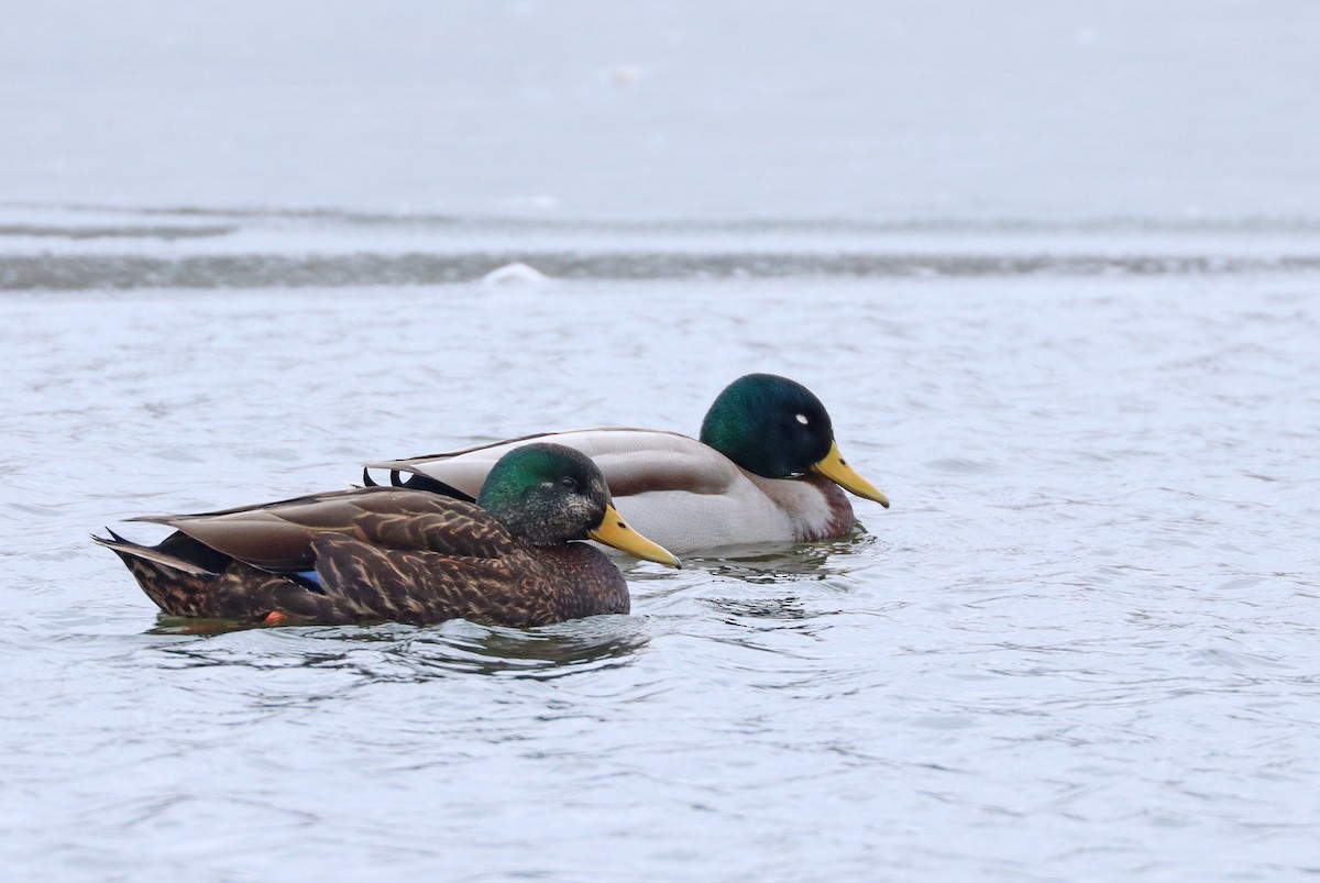 Mallard x American Black Duck (hybrid) - ML406717301