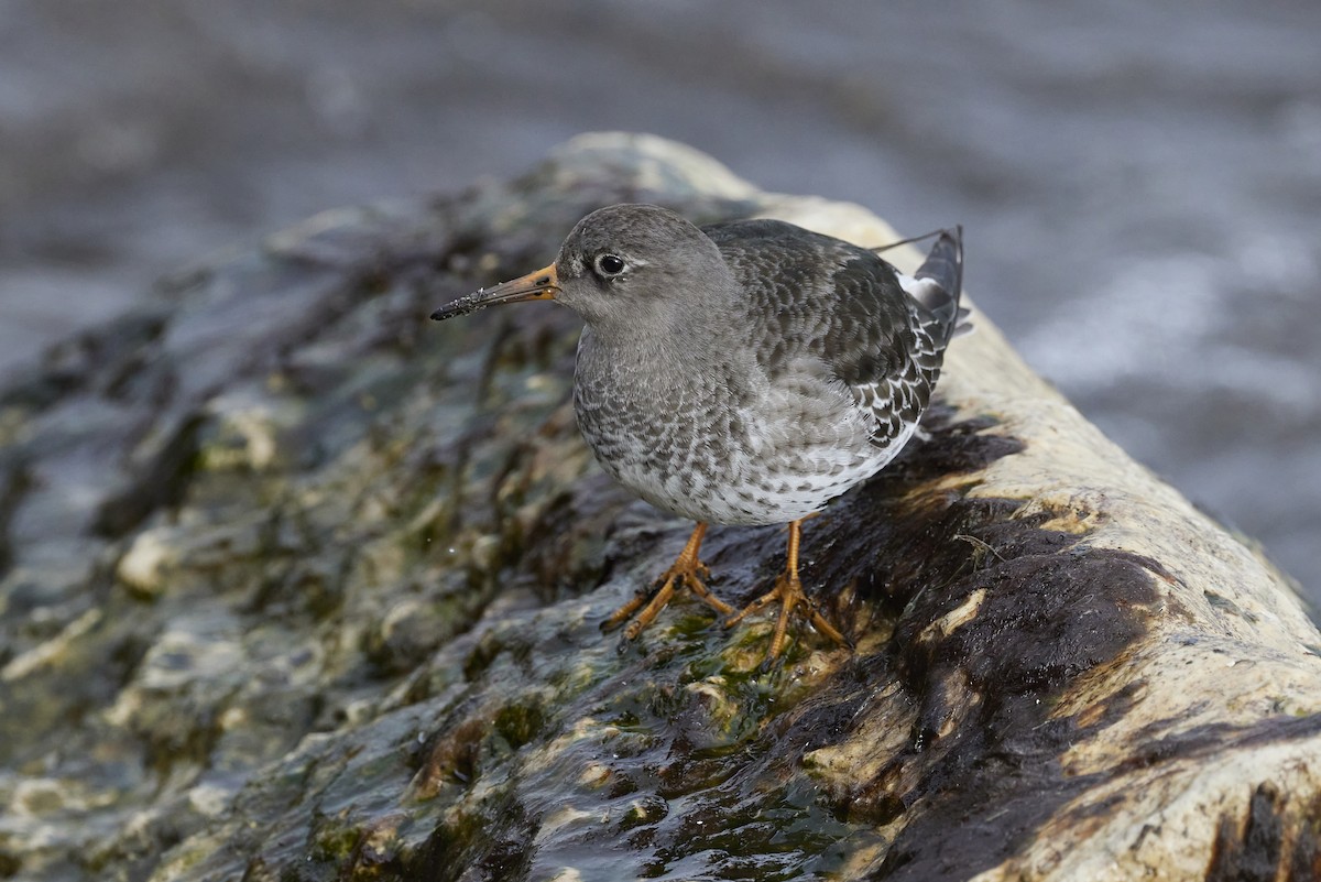 Purple Sandpiper - Michael Yablick