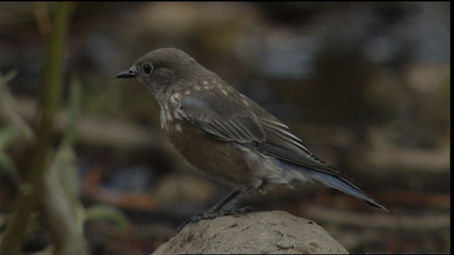 Blaukehl-Hüttensänger - ML406718