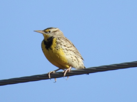 Western Meadowlark - ML406718691