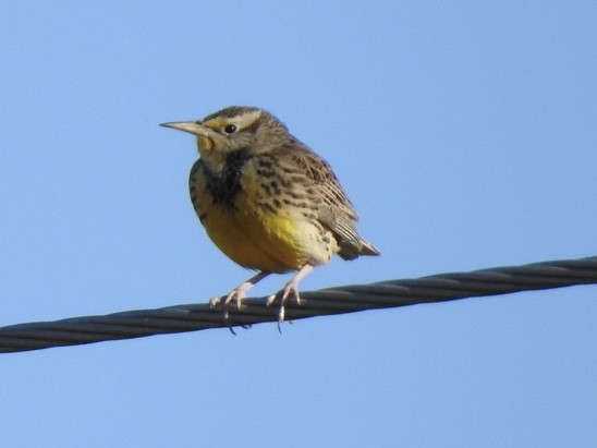 Western Meadowlark - ML406718711