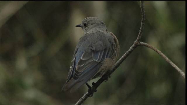 Western Bluebird - ML406720