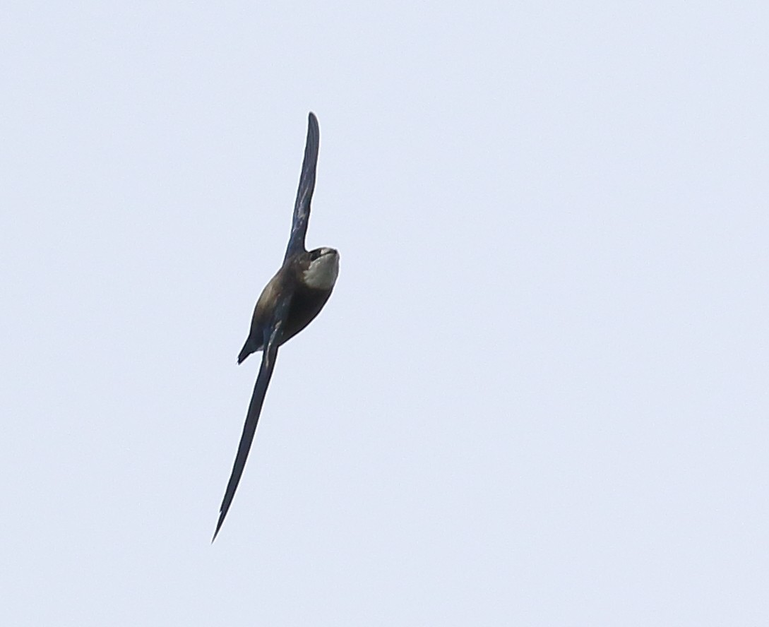 White-throated Needletail - ML406720721