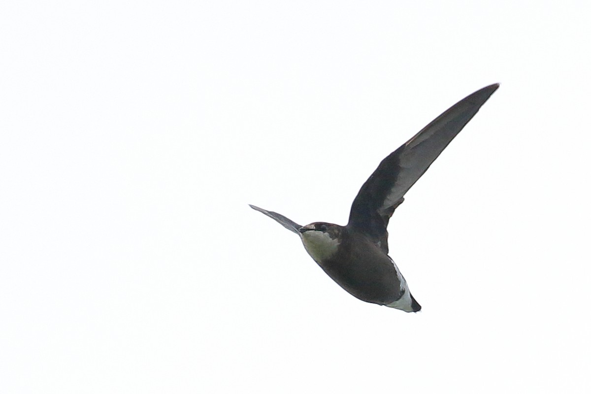 White-throated Needletail - ML406720781