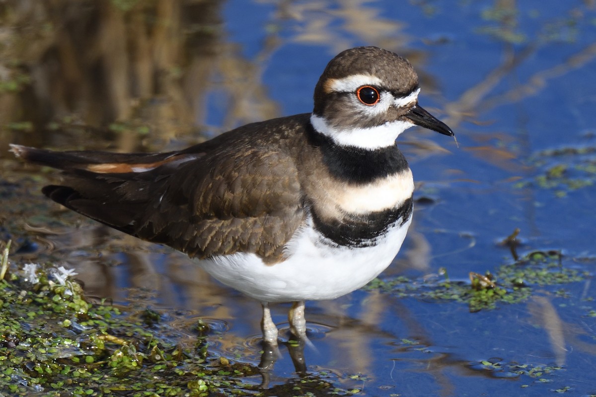 Killdeer - ML406722591