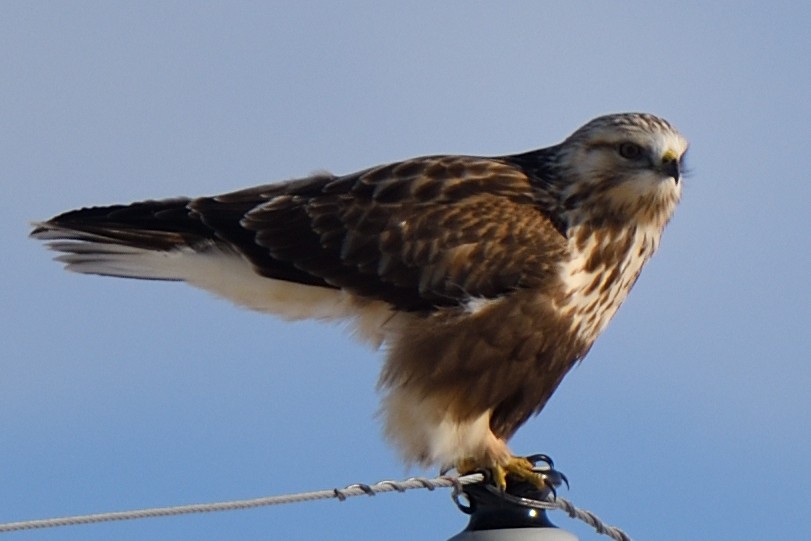 Rough-legged Hawk - ML406722711