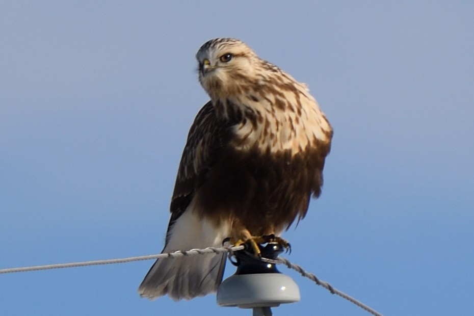 Rough-legged Hawk - ML406722731