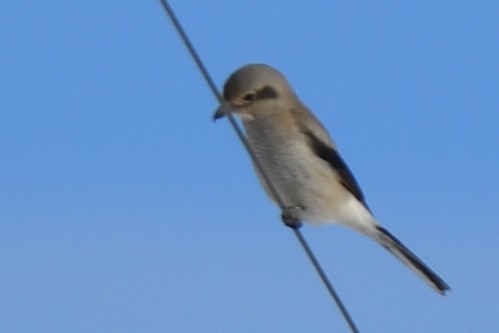 Northern Shrike - ML406722761