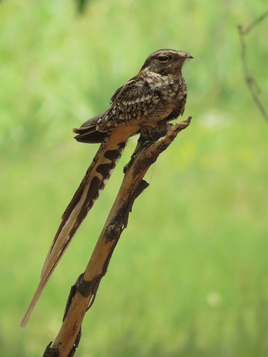 Scissor-tailed Nightjar - ML406722941