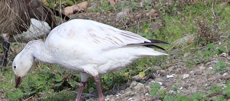 Snow Goose - ML406723631