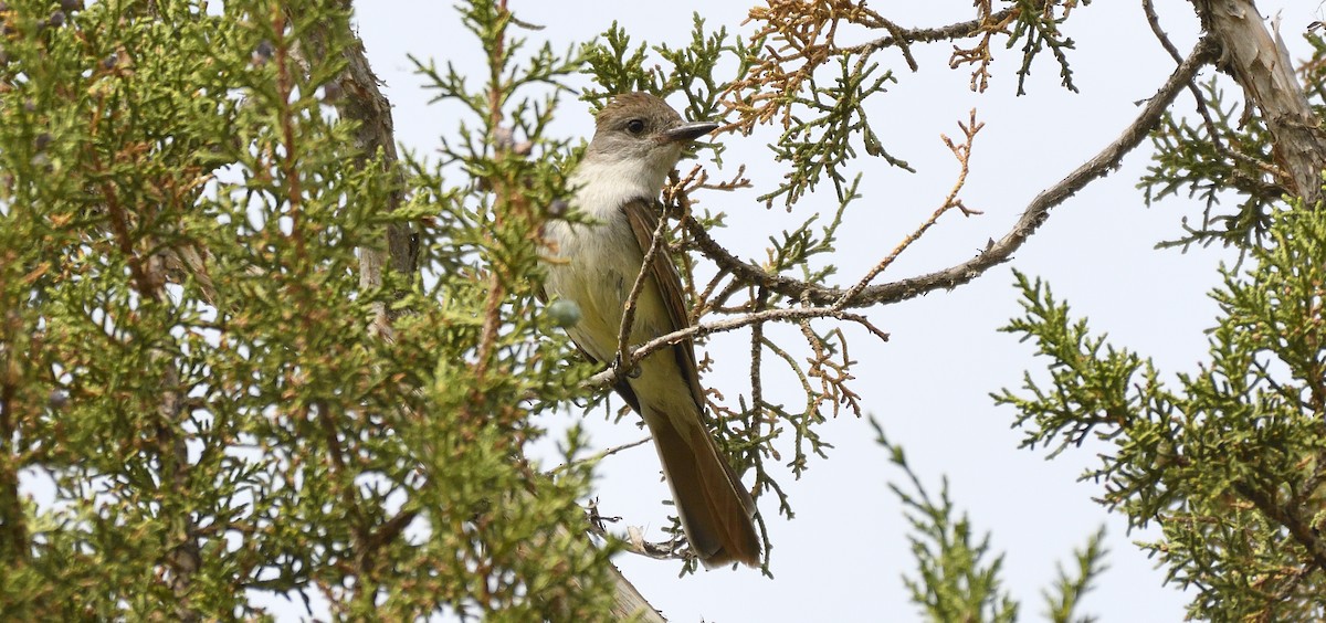 Ash-throated Flycatcher - ML406723751