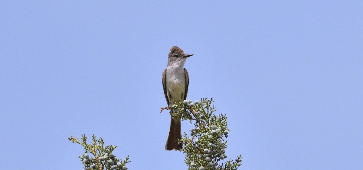 Ash-throated Flycatcher - ML406723761