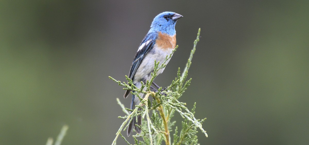 Lazuli Bunting - ML406723931