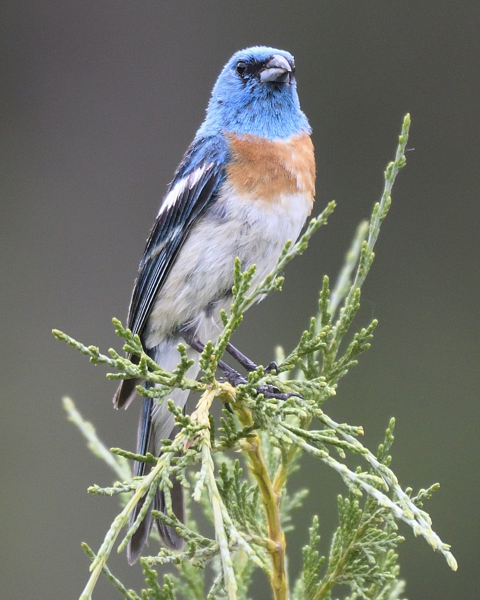 Lazuli Bunting - ML406723951