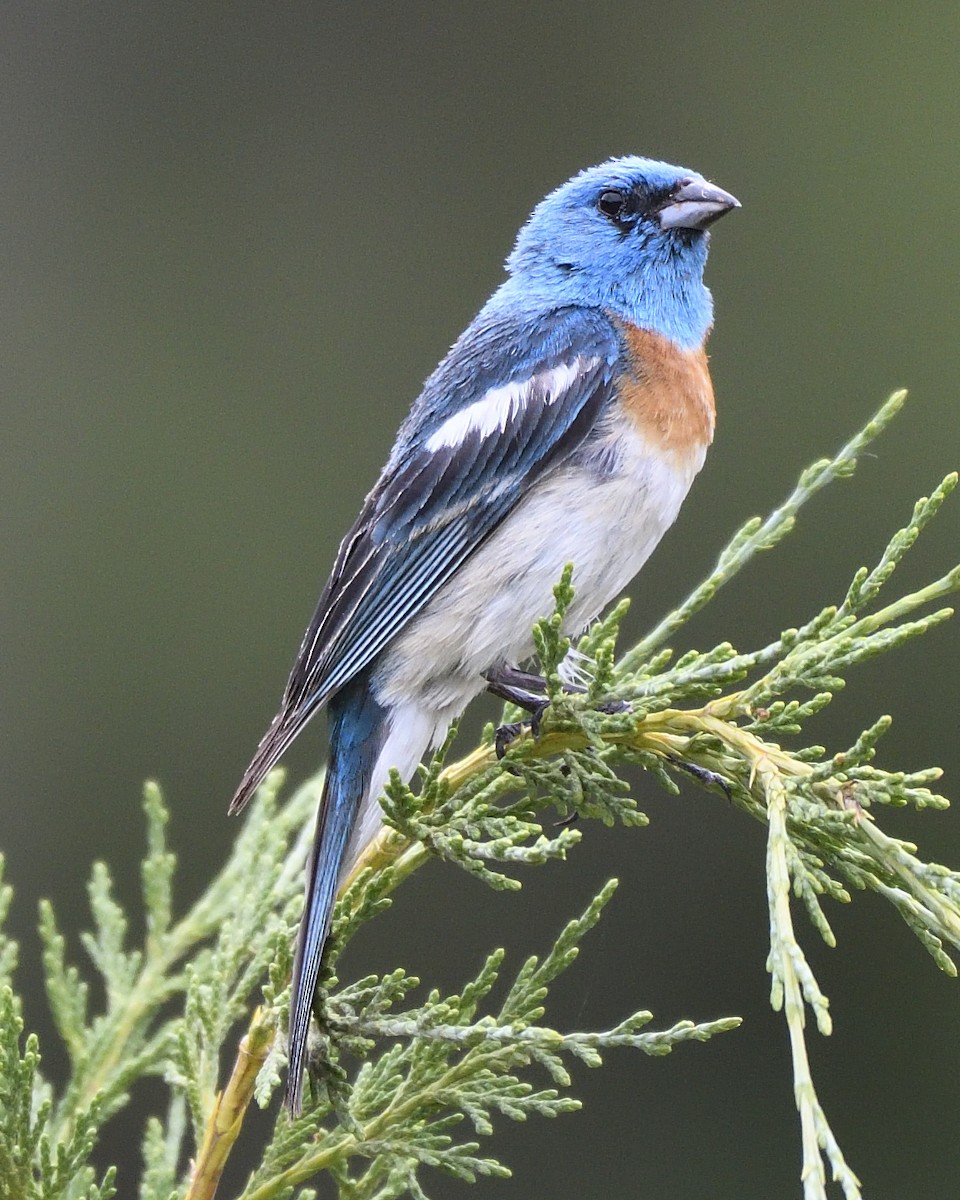 Lazuli Bunting - ML406723961