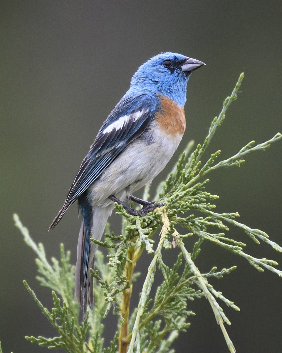 Lazuli Bunting - ML406724101