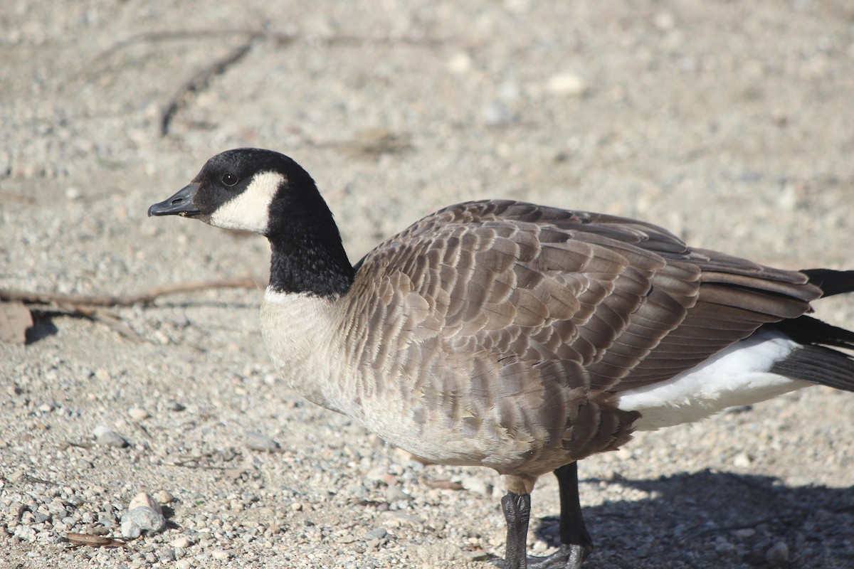 Cackling Goose - ML406724131