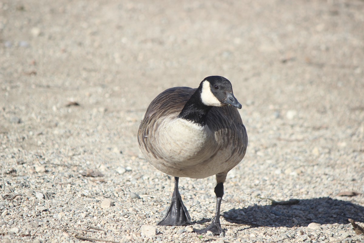 Cackling Goose - ML406724191