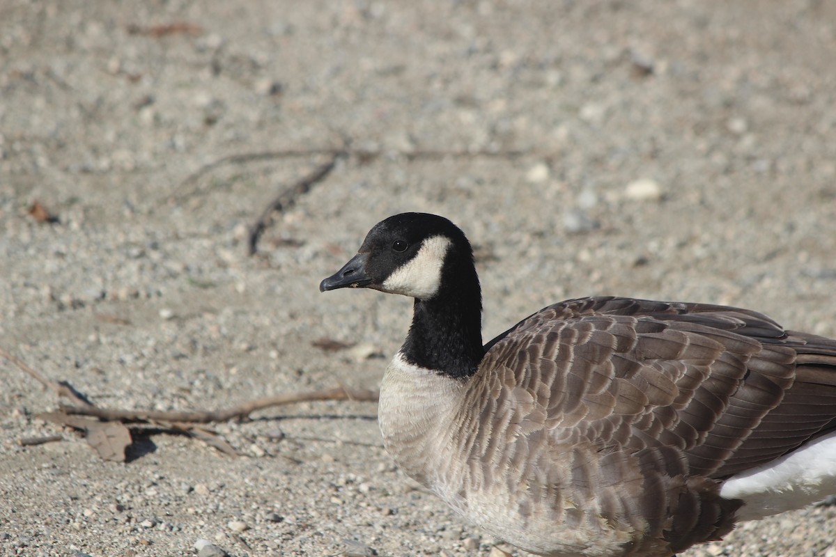 Cackling Goose - ML406724211