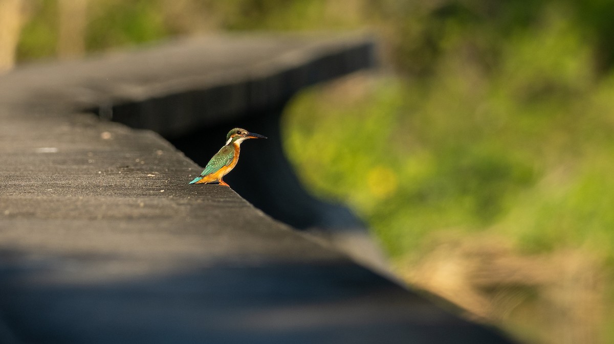Common Kingfisher (Common) - ML406724561