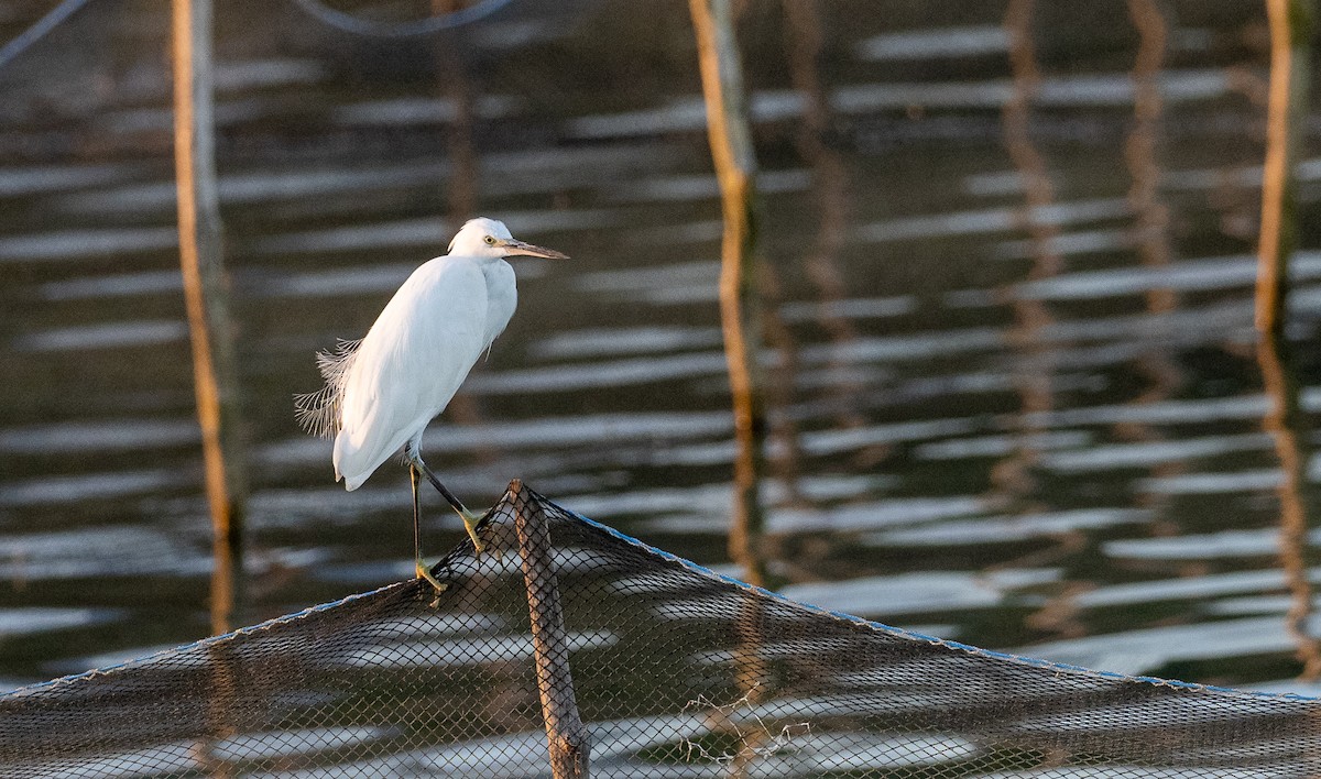 Little Egret (Western) - ML406724581