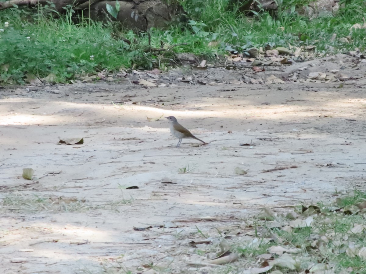 Pale-breasted Thrush - ML406725931