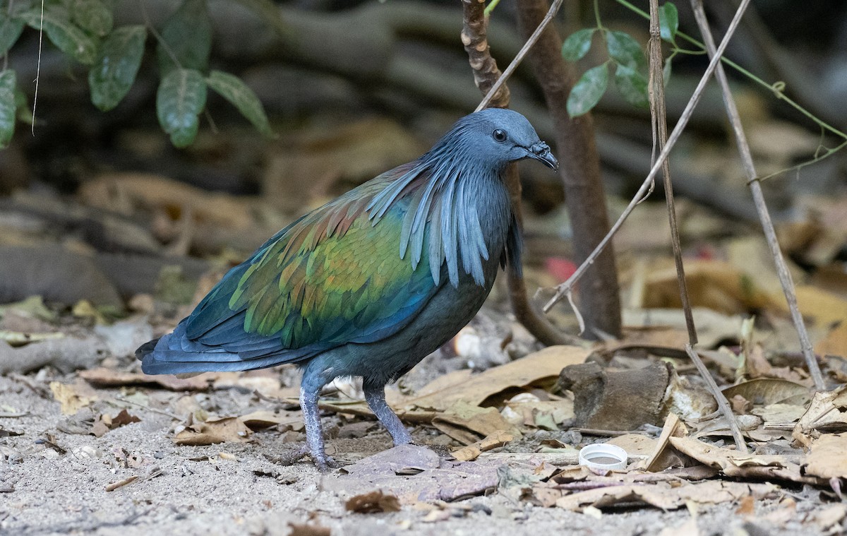 Nicobar Pigeon - Forest Botial-Jarvis