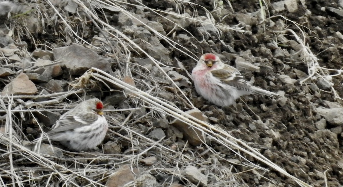 Common Redpoll - ML406727061