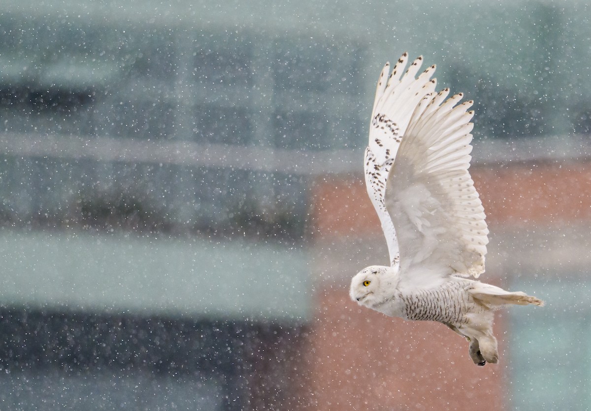 Snowy Owl - ML406727331