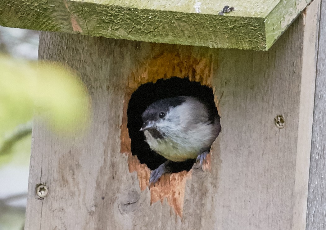 Willow Tit - ML40672821