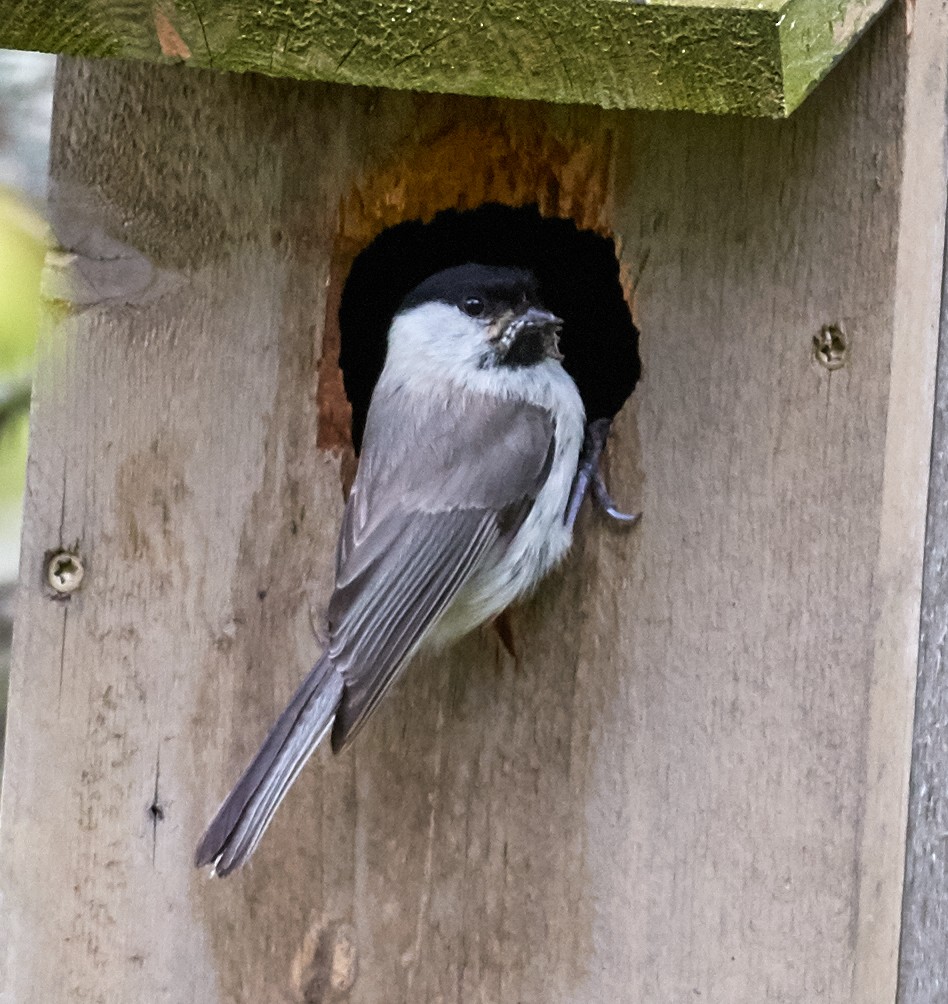 Mésange boréale - ML40672831