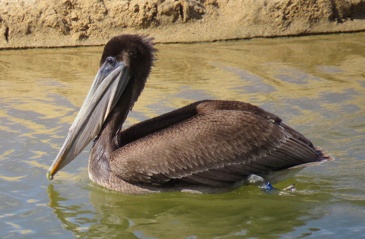 pelikán hnědý - ML406728331