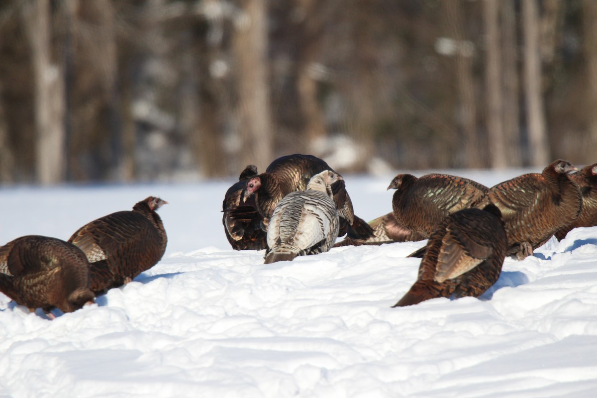 Wild Turkey - Sylvain Lépine