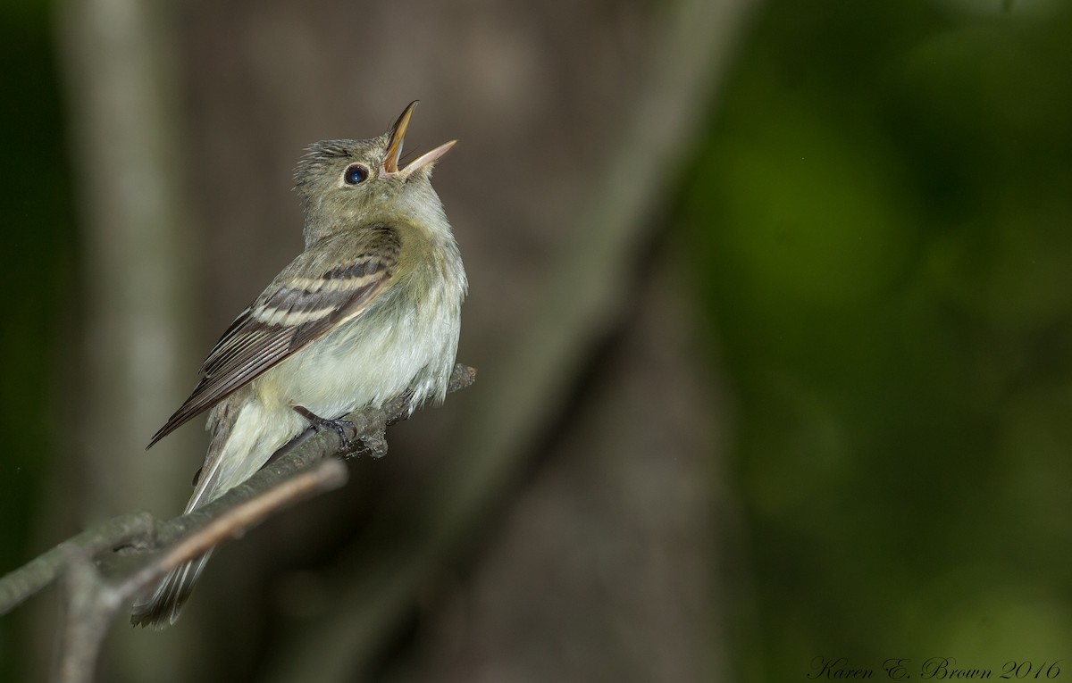 Acadian Flycatcher - ML40672931