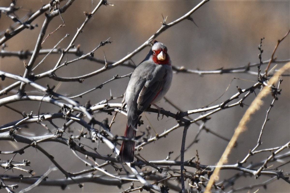 Cardinal pyrrhuloxia - ML406730101