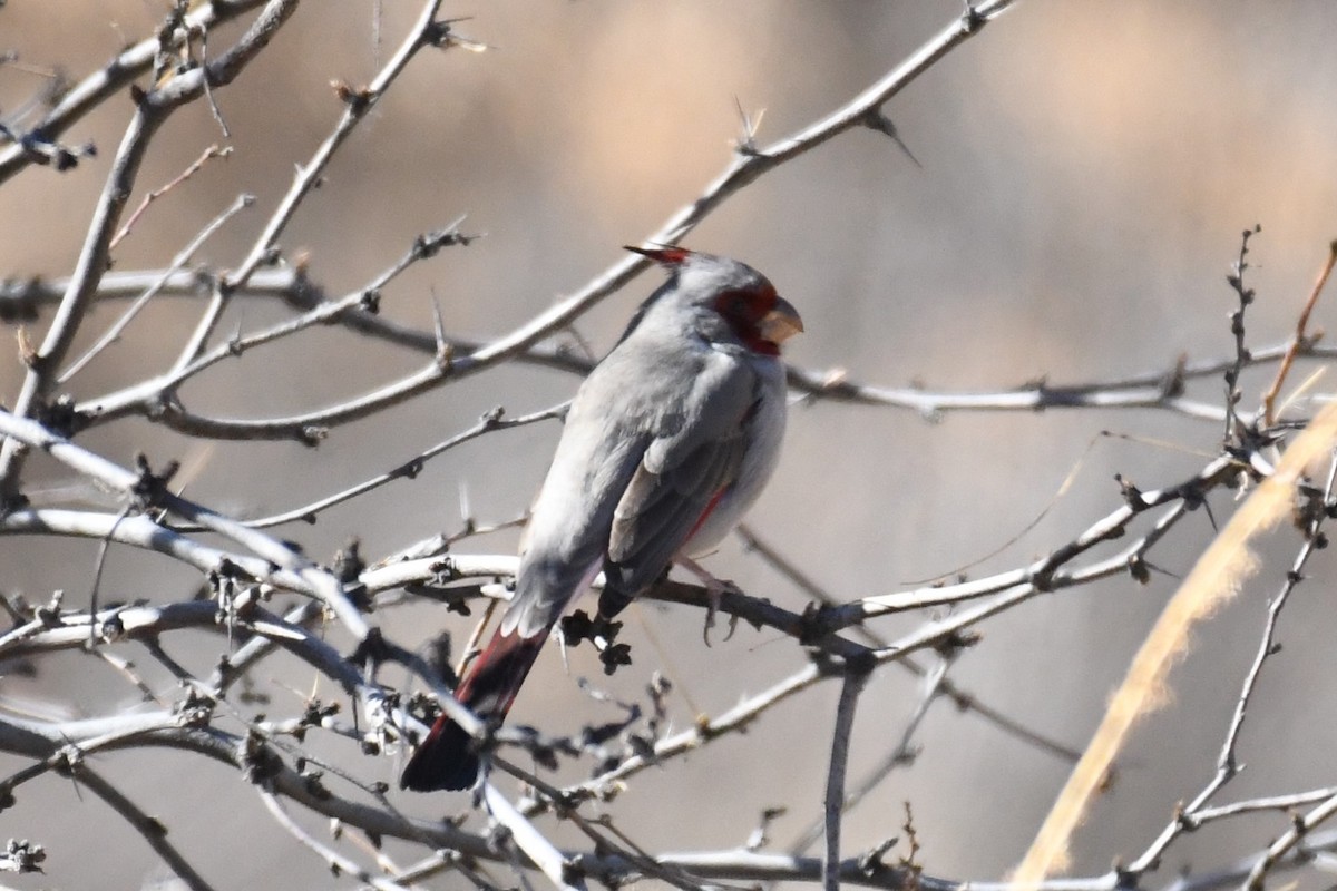 Pyrrhuloxia - ML406730191