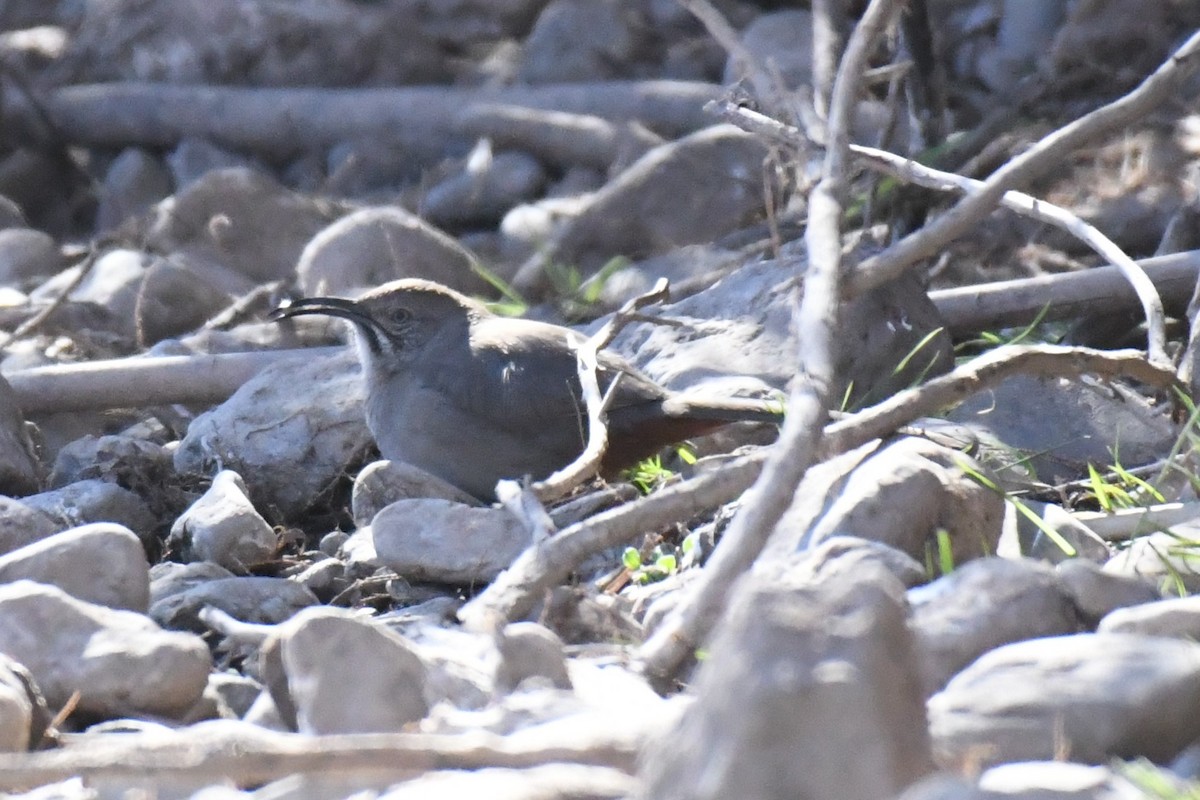 Crissal Thrasher - ML406730861